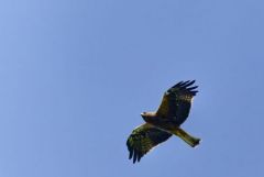 Aigle botté - Hieraaetus pennatus - Booted Eagle<br>Grands Causses