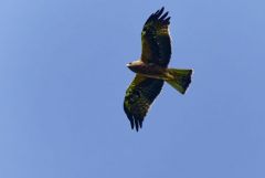 Aigle botté - Hieraaetus pennatus - Booted Eagle<br>Grands Causses