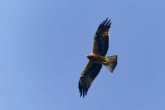 Aigle botté - Hieraaetus pennatus - Booted Eagle<br>Grands Causses