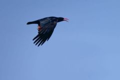 Crave à bec rouge - Pyrrhocorax pyrrhocorax - Red-billed Chough<br>Grands Causses