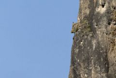 Monticole bleu ♂ - Monticola solitarius - Blue Rock Thrush<br>Grands Causses