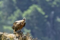 Vautour fauve - Gyps fulvus - Griffon Vulture<br686bcf7e4cf26.jpg>Grands Causses