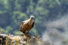 Vautour fauve - Gyps fulvus - Griffon Vulture<br>Grands Causses