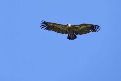 Vautour fauve - Gyps fulvus - Griffon Vulture<br>Grands Causses