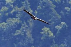Vautour fauve - Gyps fulvus - Griffon Vulture<br>Grands Causses