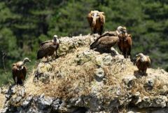 Vautour fauve - Gyps fulvus - Griffon Vulture<br>Grands Causses