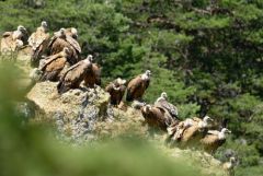 Vautour fauve - Gyps fulvus - Griffon Vulture<br>Grands Causses