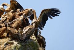 Vautour fauve - Gyps fulvus - Griffon Vulture<br>Grands Causses