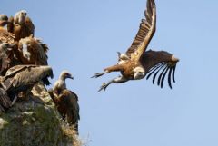 Vautour fauve - Gyps fulvus - Griffon Vulture<br>Grands Causses