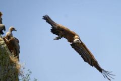 Vautour fauve - Gyps fulvus - Griffon Vulture<br>Grands Causses