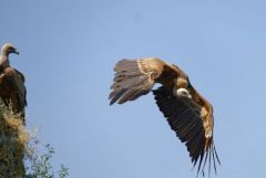 Vautour fauve - Gyps fulvus - Griffon Vulture<br>Grands Causses