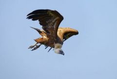 Vautour fauve - Gyps fulvus - Griffon Vulture<br>Grands Causses