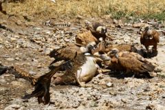 Vautour fauve - Gyps fulvus - Griffon Vulture<br>Grands Causses