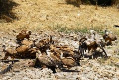 Vautour fauve - Gyps fulvus - Griffon Vulture<br>Grands Causses