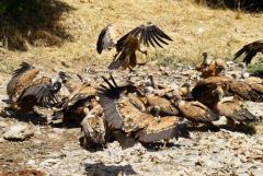 Vautour fauve - Gyps fulvus - Griffon Vulture<br>Grands Causses