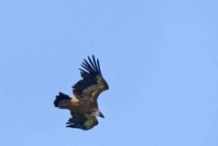 Vautour fauve - Gyps fulvus - Griffon Vulture<br>Grands Causses