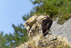 Vautour moine - Aegypius monachus - Cinereous Vulture<br>Grands Causses
