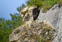 Vautour moine - Aegypius monachus - Cinereous Vulture<br>Grands Causses