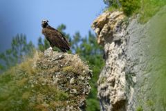 Vautour moine - Aegypius monachus - Cinereous Vulture<br>Grands Causses
