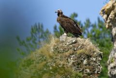 Vautour moine - Aegypius monachus - Cinereous Vulture<br>Grands Causses