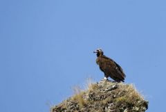 Vautour moine - Aegypius monachus - Cinereous Vulture<br>Grands Causses