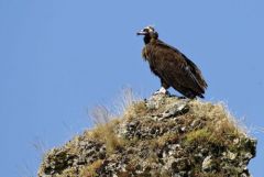 Vautour moine - Aegypius monachus - Cinereous Vulture<br>Grands Causses