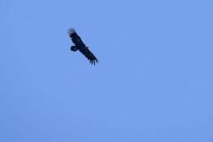 Vautour moine - Aegypius monachus - Cinereous Vulture<br>Grands Causses
