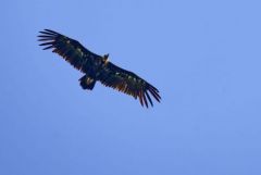 Vautour moine - Aegypius monachus - Cinereous Vulture<br>Grands Causses