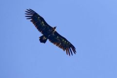 Vautour moine - Aegypius monachus - Cinereous Vulture<br>Grands Causses