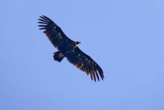 Vautour moine - Aegypius monachus - Cinereous Vulture<br>Grands Causses
