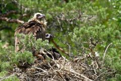 Vautour moine (Adulte et poussin) - Aegypius monachus - Cinereous Vulture<br>Grands Causses