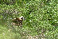 Vautour moine (Adulte et poussin) - Aegypius monachus - Cinereous Vulture<br>Grands Causses
