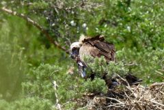 Vautour moine (Adulte et poussin) - Aegypius monachus - Cinereous Vulture<br>Grands Causses