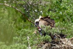 Vautour moine (Adulte et poussin) - Aegypius monachus - Cinereous Vulture<br>Grands Causses