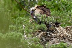 Vautour moine (Adulte et poussin) - Aegypius monachus - Cinereous Vulture<br>Grands Causses