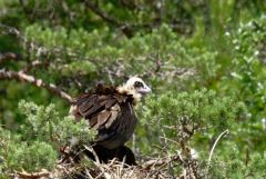 Vautour moine (Adulte et poussin) - Aegypius monachus - Cinereous Vulture<br>Grands Causses