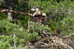 Vautour moine (Adulte et poussin) - Aegypius monachus - Cinereous Vulture<br>Grands Causses