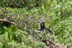 Vautour moine (poussin au nid) - Aegypius monachus - Cinereous Vulture<br>Grands Causses