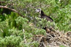 Vautour moine (poussin au nid) - Aegypius monachus - Cinereous Vulture<br>Grands Causses