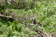Vautour moine (poussin au nid) - Aegypius monachus - Cinereous Vulture<br>Grands Causses