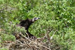 Vautour moine (poussin au nid) - Aegypius monachus - Cinereous Vulture<br>Grands Causses