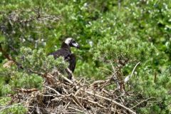 Vautour moine (poussin au nid) - Aegypius monachus - Cinereous Vulture<br>Grands Causses
