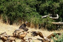 Vautour moine et fauve<br>Grands Causses