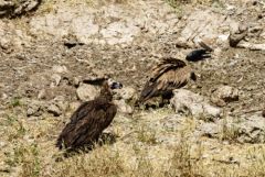 Vautour moine et fauve<br>Grands Causses