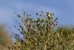 Pipit rousseline - Anthus campestris - Tawny Pipit<br>Grands Causses