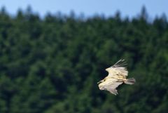 Vautour fauve - Gyps fulvus - Griffon Vulture<br>Grands Causses