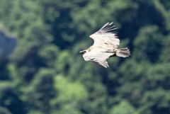Vautour fauve - Gyps fulvus - Griffon Vulture<br>Grands Causses