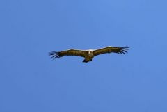 Vautour fauve - Gyps fulvus - Griffon Vulture<br>Grands Causses