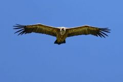 Vautour fauve - Gyps fulvus - Griffon Vulture<br>Grands Causses
