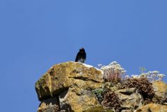 Rougequeue noir - Phoenicurus ochruros - Black Redstart<br>Vendée